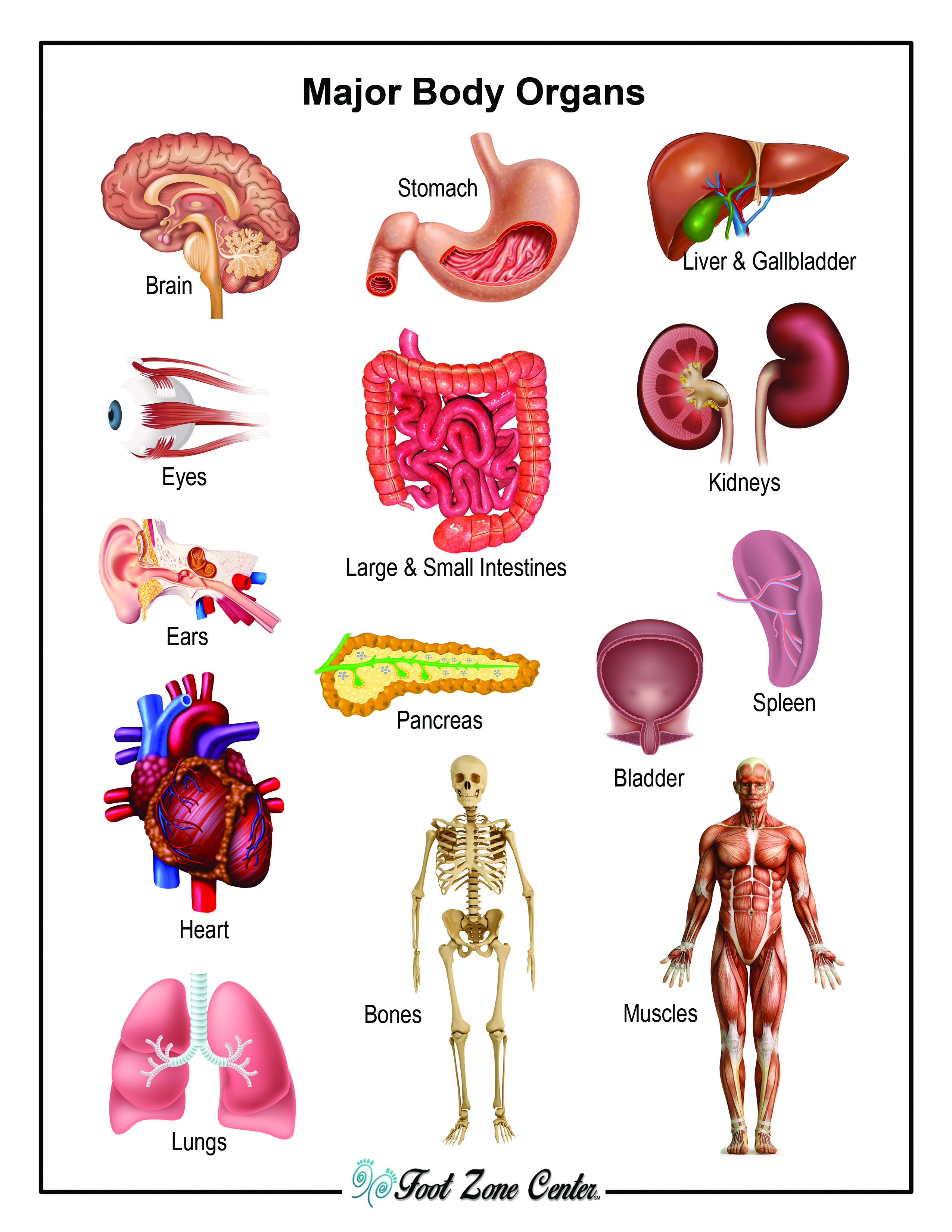 Human organs. Органы на английском. Органы человека. Body Organs.